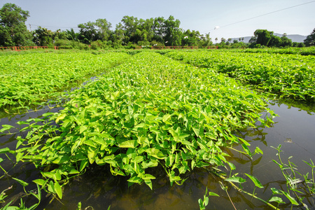 水生的菠菜漂浮在池塘上的牵牛花照片