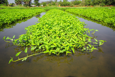 水生的菠菜图片