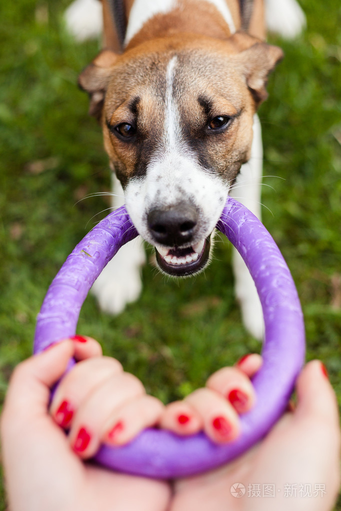 杰克罗素梗犬狗玩玩具橡胶圈