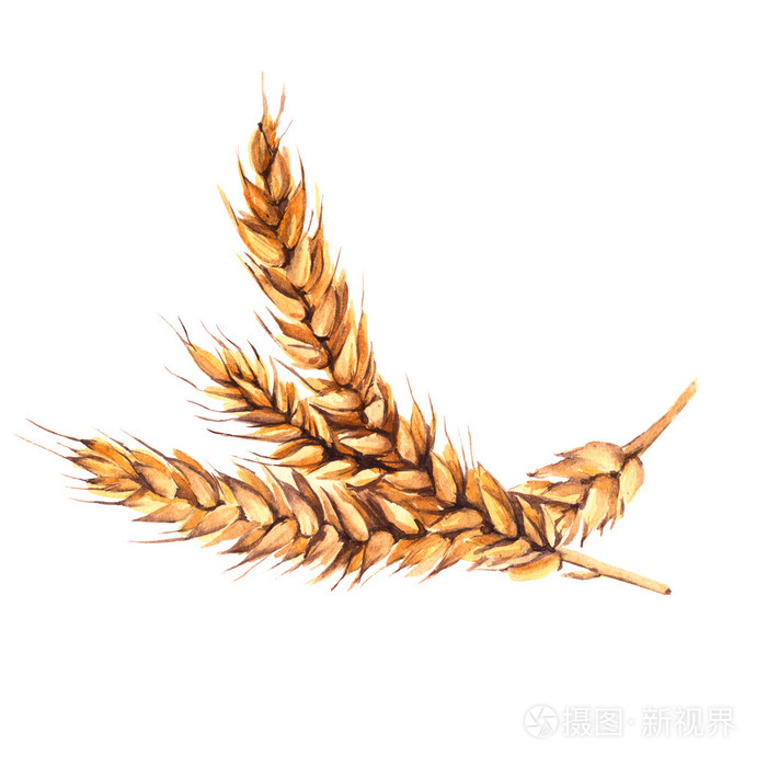麦芽孤立在白色背景上水彩插图