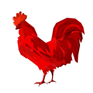 白色背景上的大红公鸡