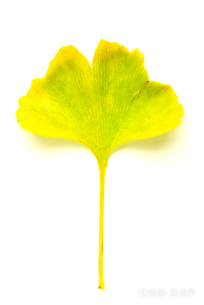 干上白色的银杏叶树的秋天落叶