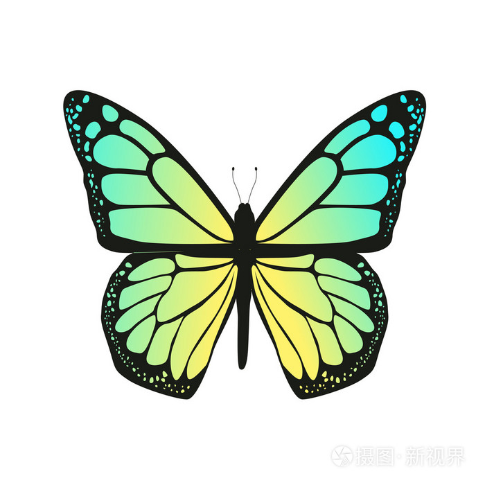 蝴蝶与蓝色的翅膀插画-正版商用图片1qmzyb-摄图新视界