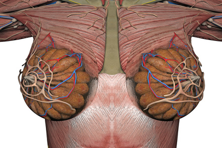 女性乳房的解剖.3d 渲染照片
