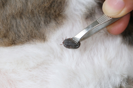 大蜱的一只狗在清洁插画