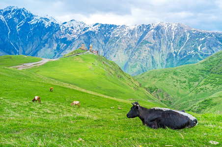 牛在牧场上图片