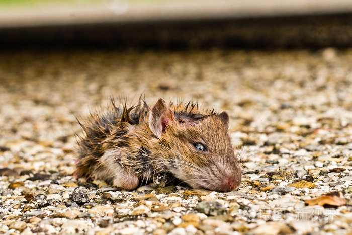 从下水道脏小老鼠