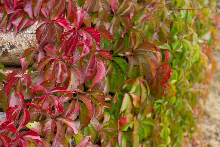 异叶爬山虎图片