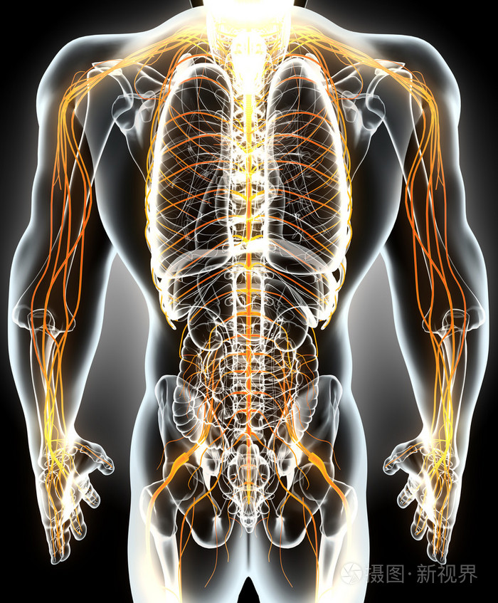 3d插图男性中枢神经系统