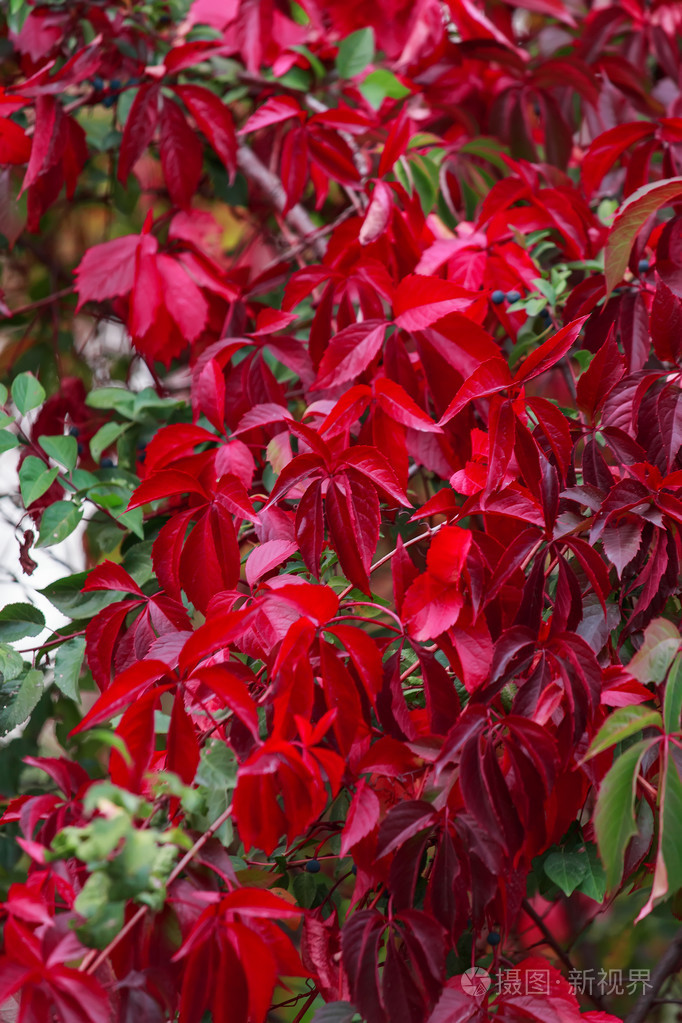 生机勃勃的红色秋叶野生葡萄背景