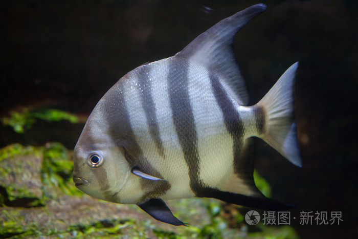 大西洋鱼Chaetodipterus Faber