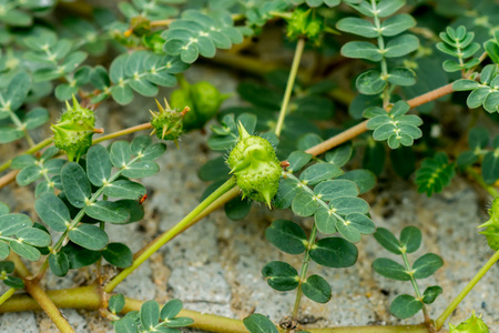 蒺藜皂甙蒺藜蒺藜植物的种子照片