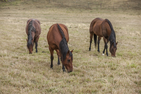 三匹马在牧场图片