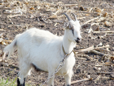 山羊角白色照片