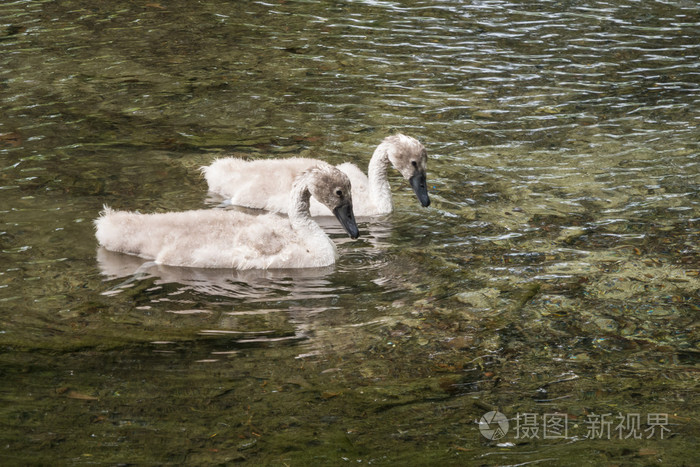 两个天鹅游泳的