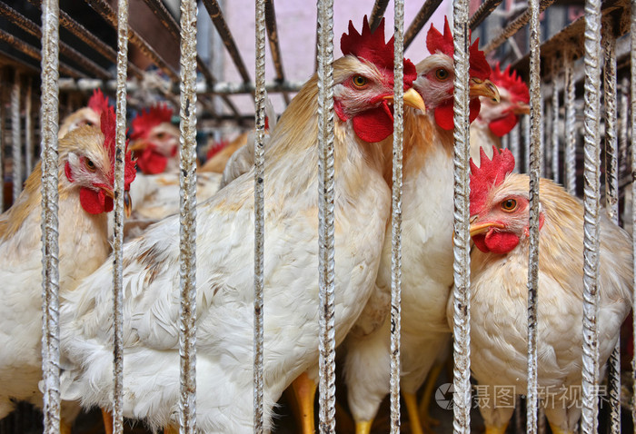 关在笼子里准备在阿拉伯市场出售的鸡