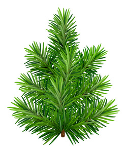 年轻云杉树绿色孤立在白色背景上的绿色年轻耶诞树照片