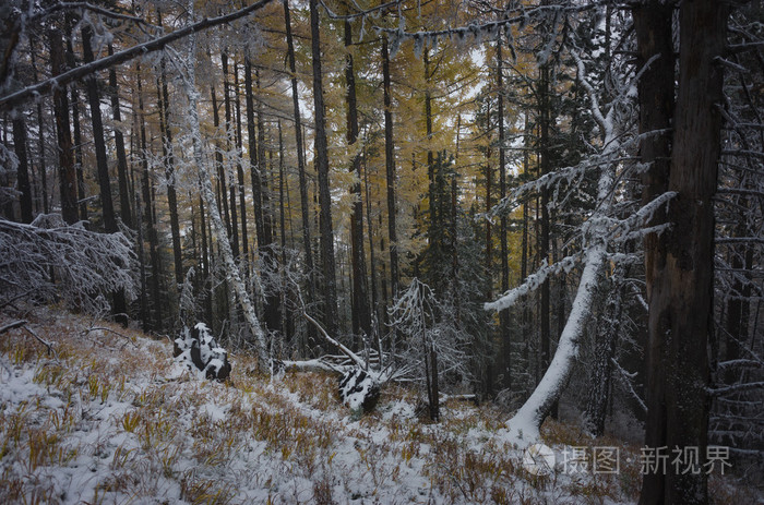 山上的景色在雾和雪