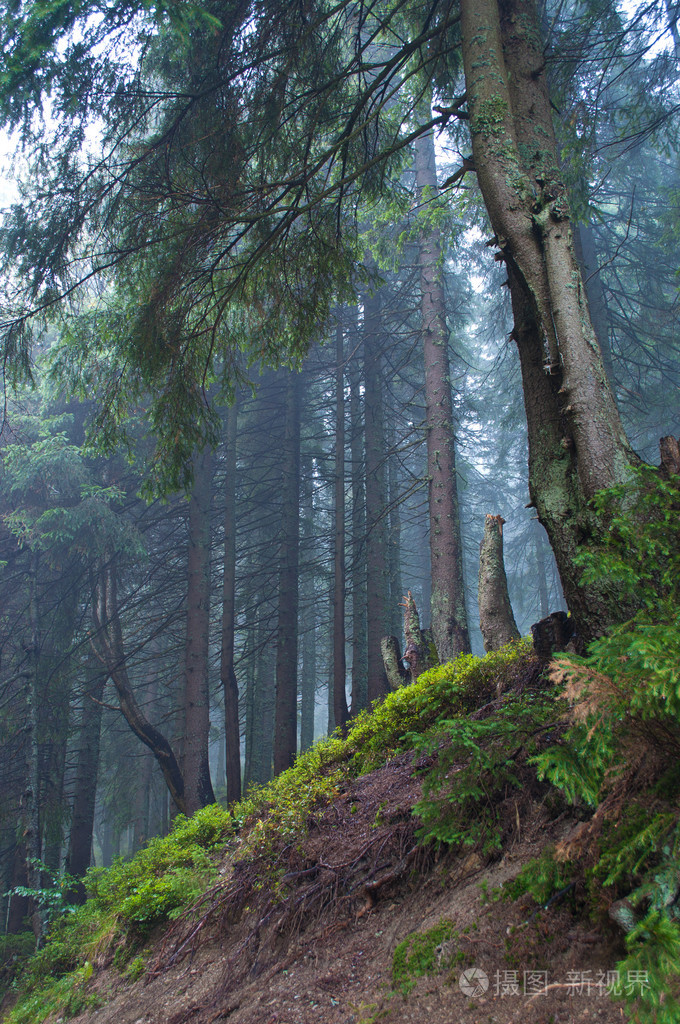 在森林的斜坡上的松树