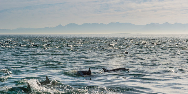 组的海豚在海洋水下游泳图片