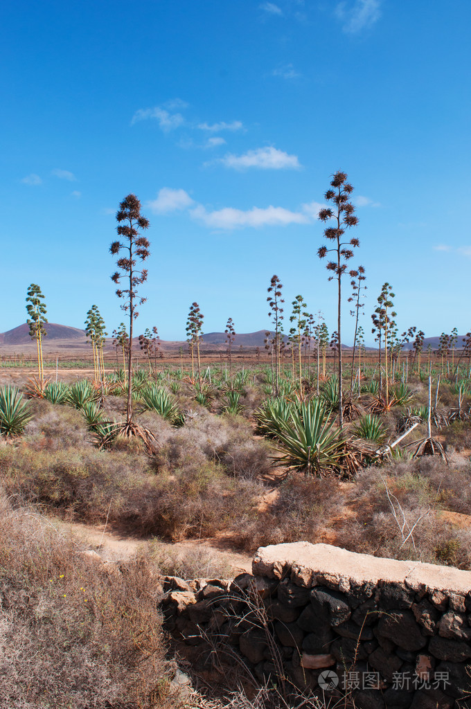 西班牙一大片多汁植物