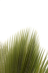 棕榈树的一部分图片