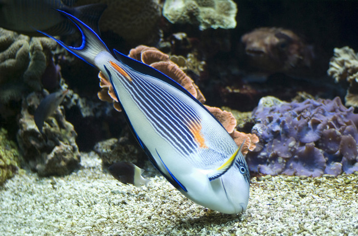 五颜六色的海藻鱼乌头藻