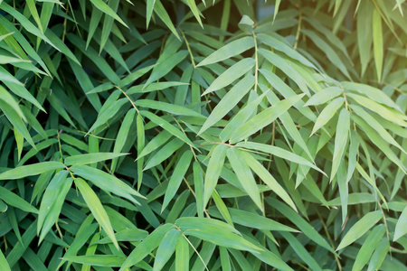 绿与阳光焦点为背景的竹叶图片