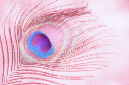 柔和的粉色背景的孔雀羽毛照片