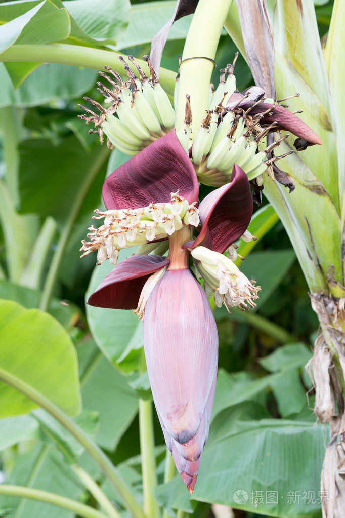 香蕉花健康引导培育他们的子女