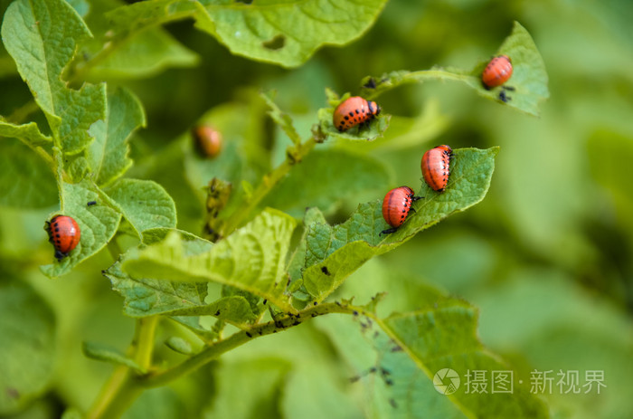 红色的科罗拉多州甲虫幼虫喂养