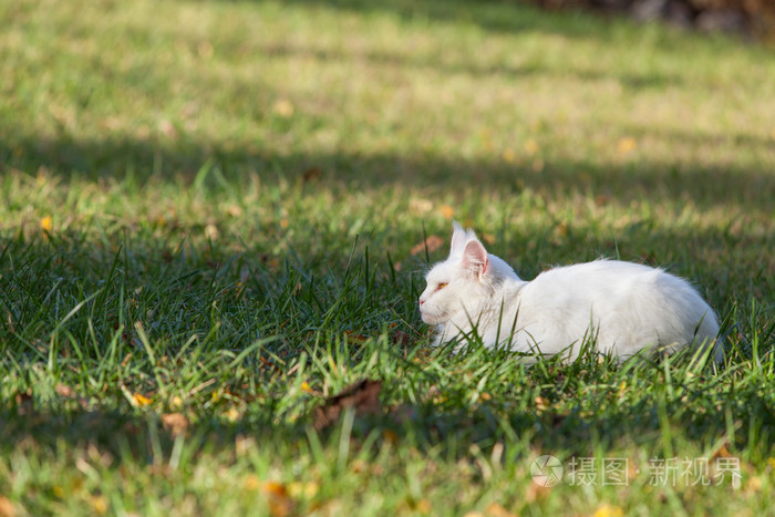 在野外的白色的缅因库恩猫