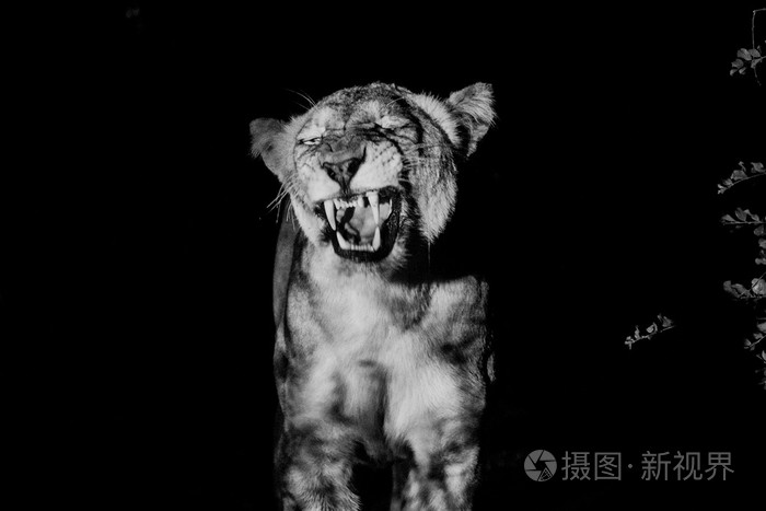 黑白照片的咆哮的母狮