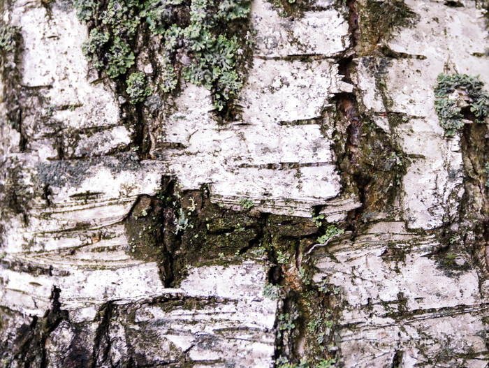 树皮树纹理,关闭了树, 树树皮照片, 树皮宏, 树皮背景, 树纹理, 枯树