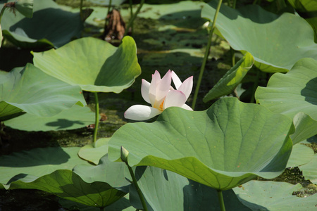 粉红色莲花池塘里图片