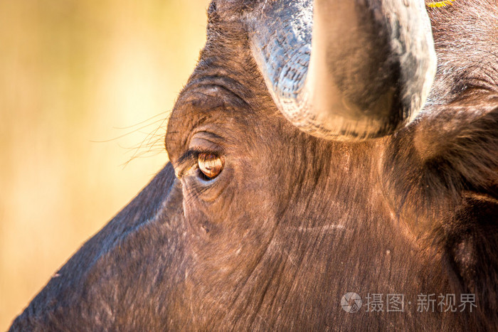 非洲水牛的眼睛的特写