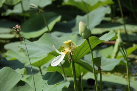 粉红色莲花池塘里图片