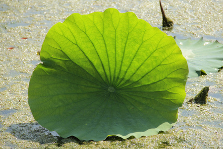 在夏天池塘的绿色荷叶照片
