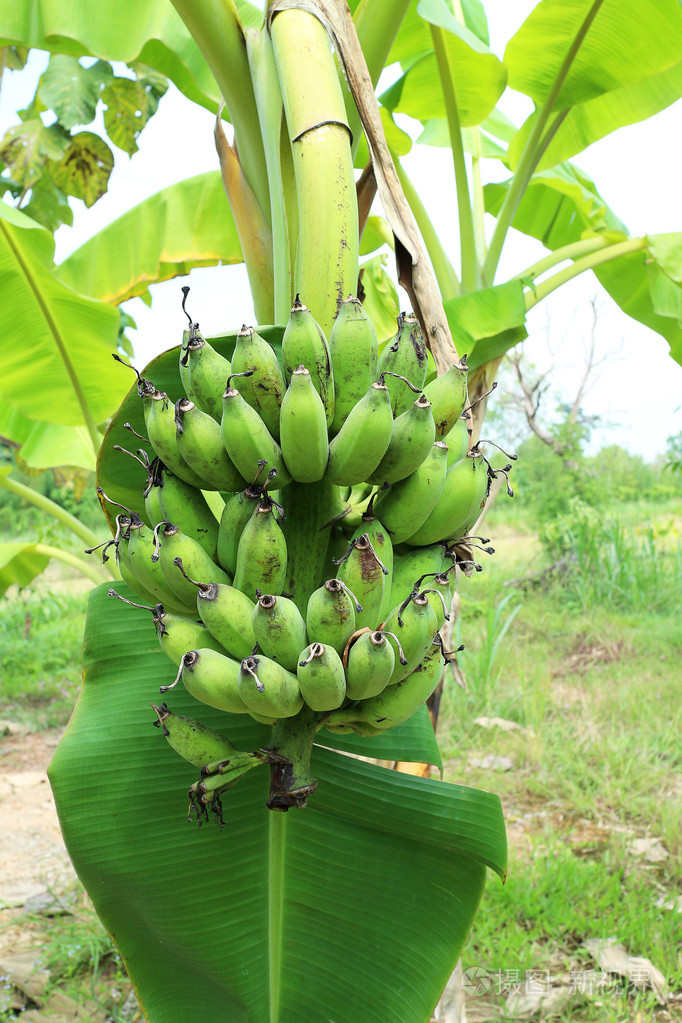 青香蕉新鲜水果