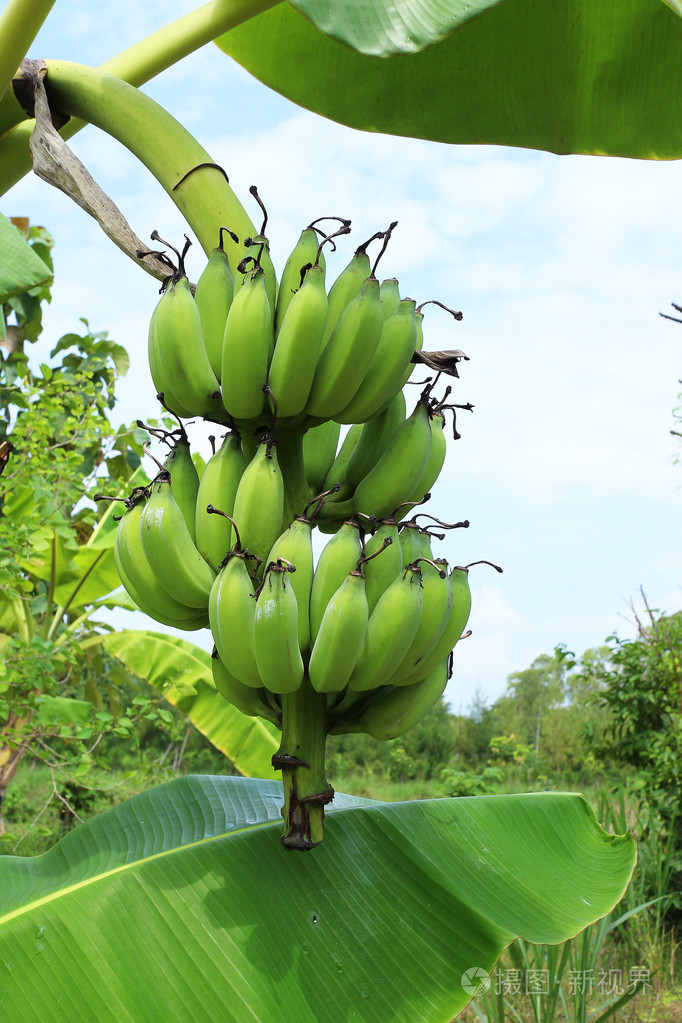 青香蕉新鲜水果