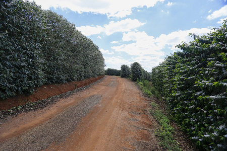农场花在巴西的咖啡种植园图片