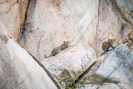 在岩石上两只豹幼崽图片
