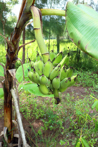 青香蕉新鲜水果图片