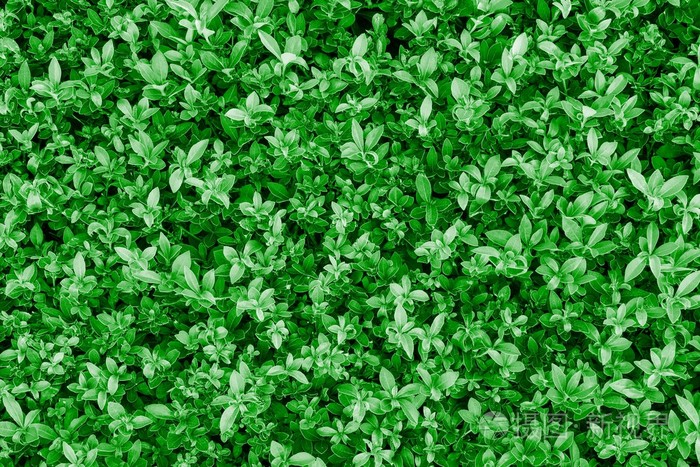 自然纹理的背景的绿色颜色