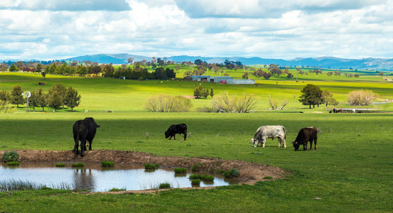 在澳大利亚农村奶牛场图片