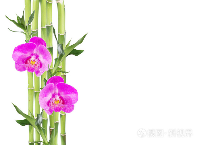 幸运竹和白色背景上的两个兰花花照片 正版商用图片1qqzec 摄图新视界