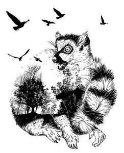 环尾狐猴插画图片