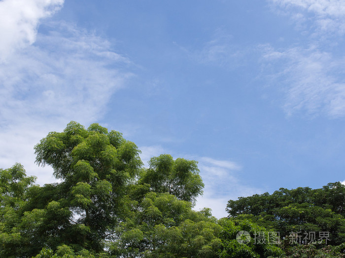 蓝色的天空和绿色的叶子树与云在夏天的背水一战