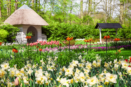 乡村景色宜人的春天的花朵的花园库肯霍夫,荷兰照片
