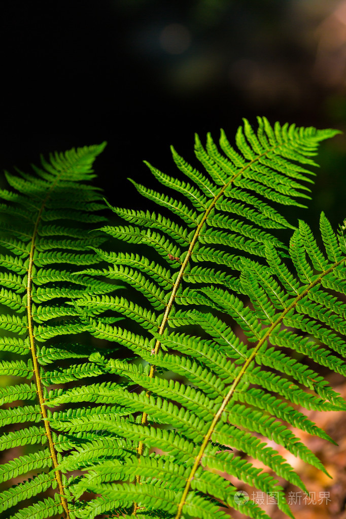 蕨类植物在森林里明媚的春天留下细节照片-正版商用图片1qrjzi-摄图新